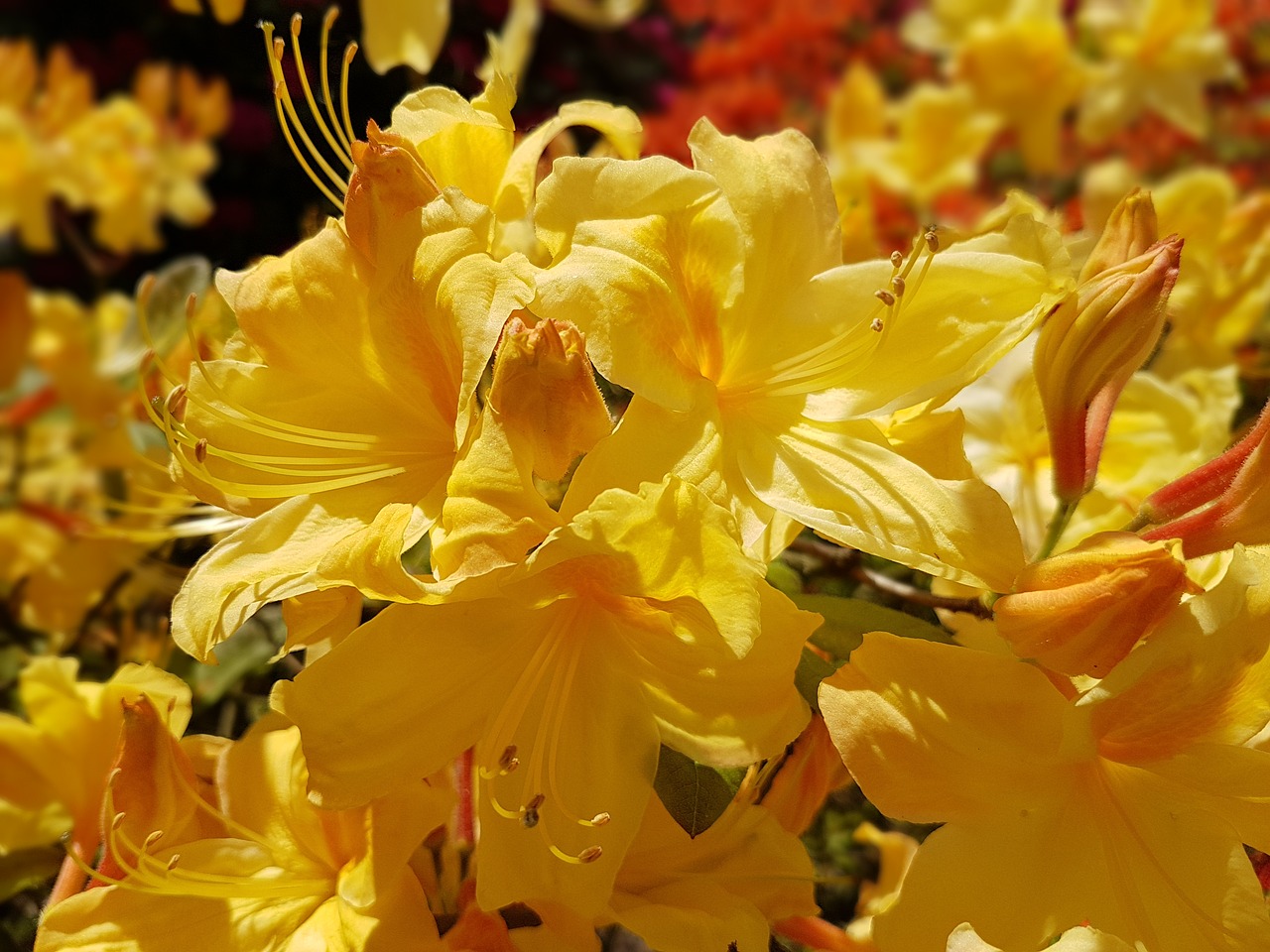 flowers spring azalea free photo