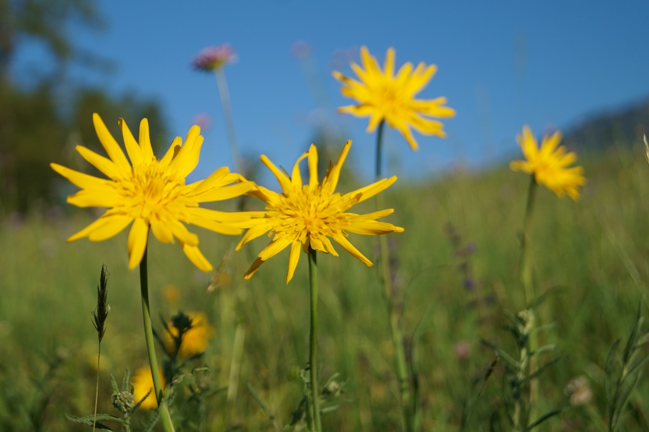 flowers sun yellow free photo