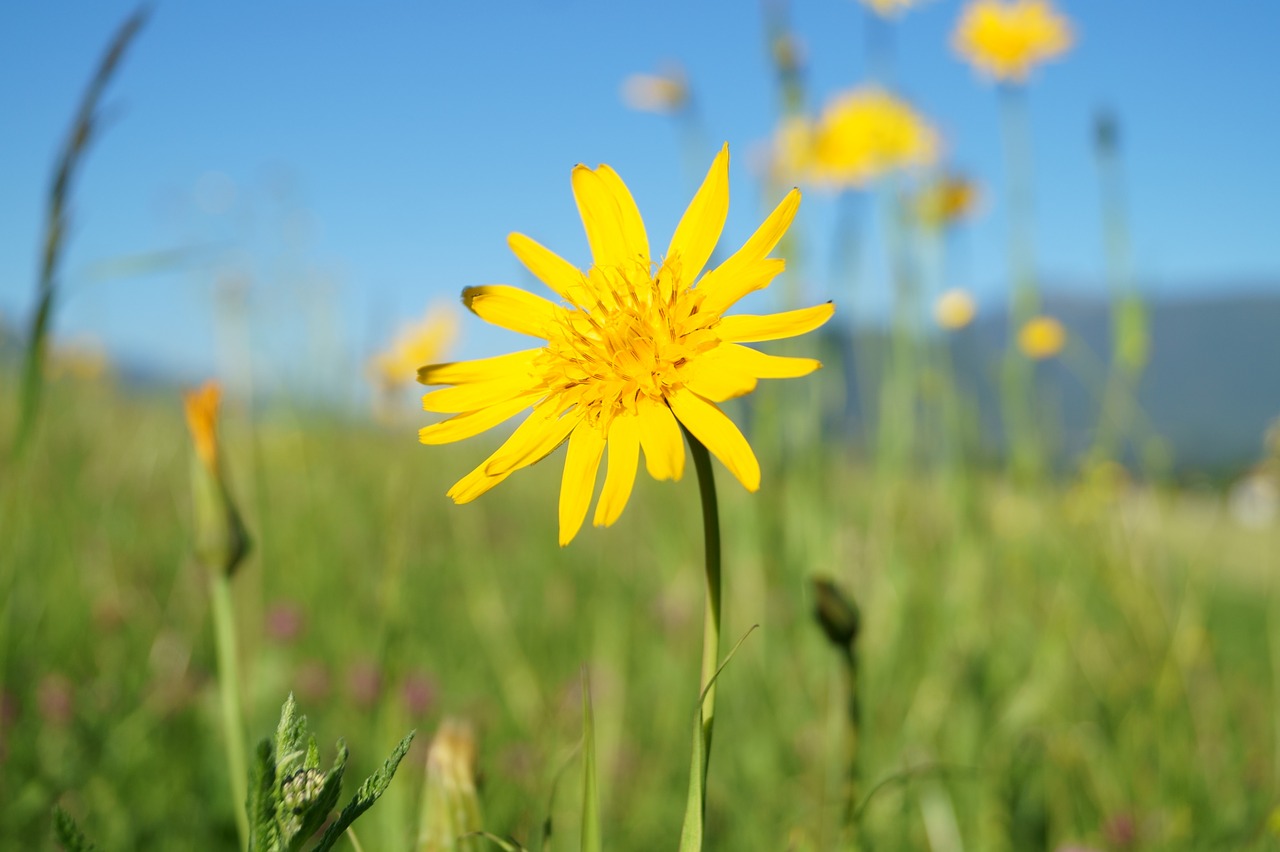 flowers sun yellow free photo