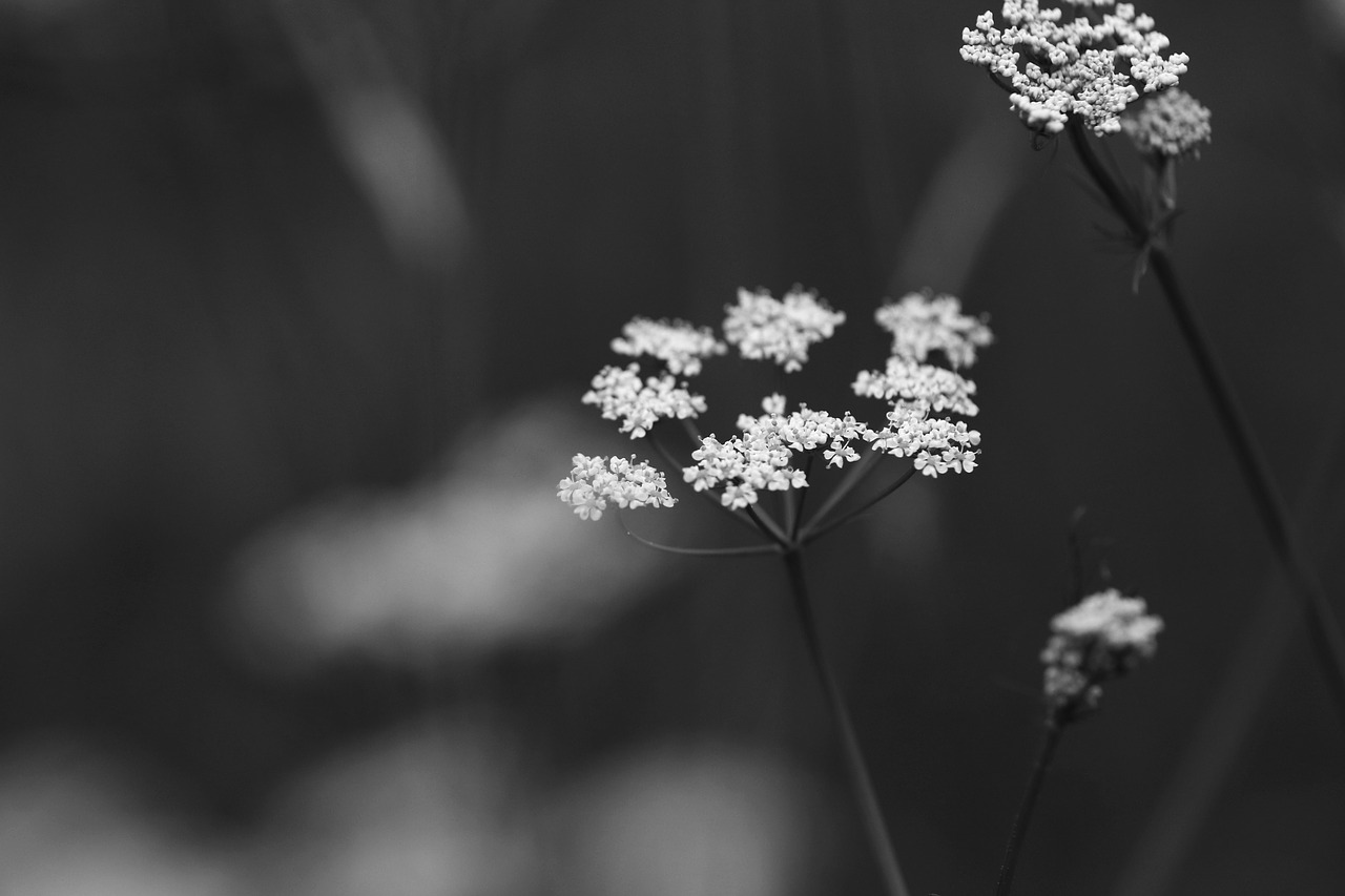 flowers spring flowers spring free photo