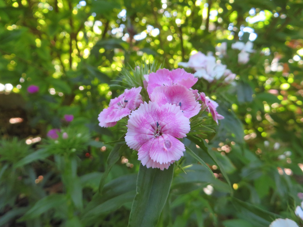 flowers nature pink flower free photo