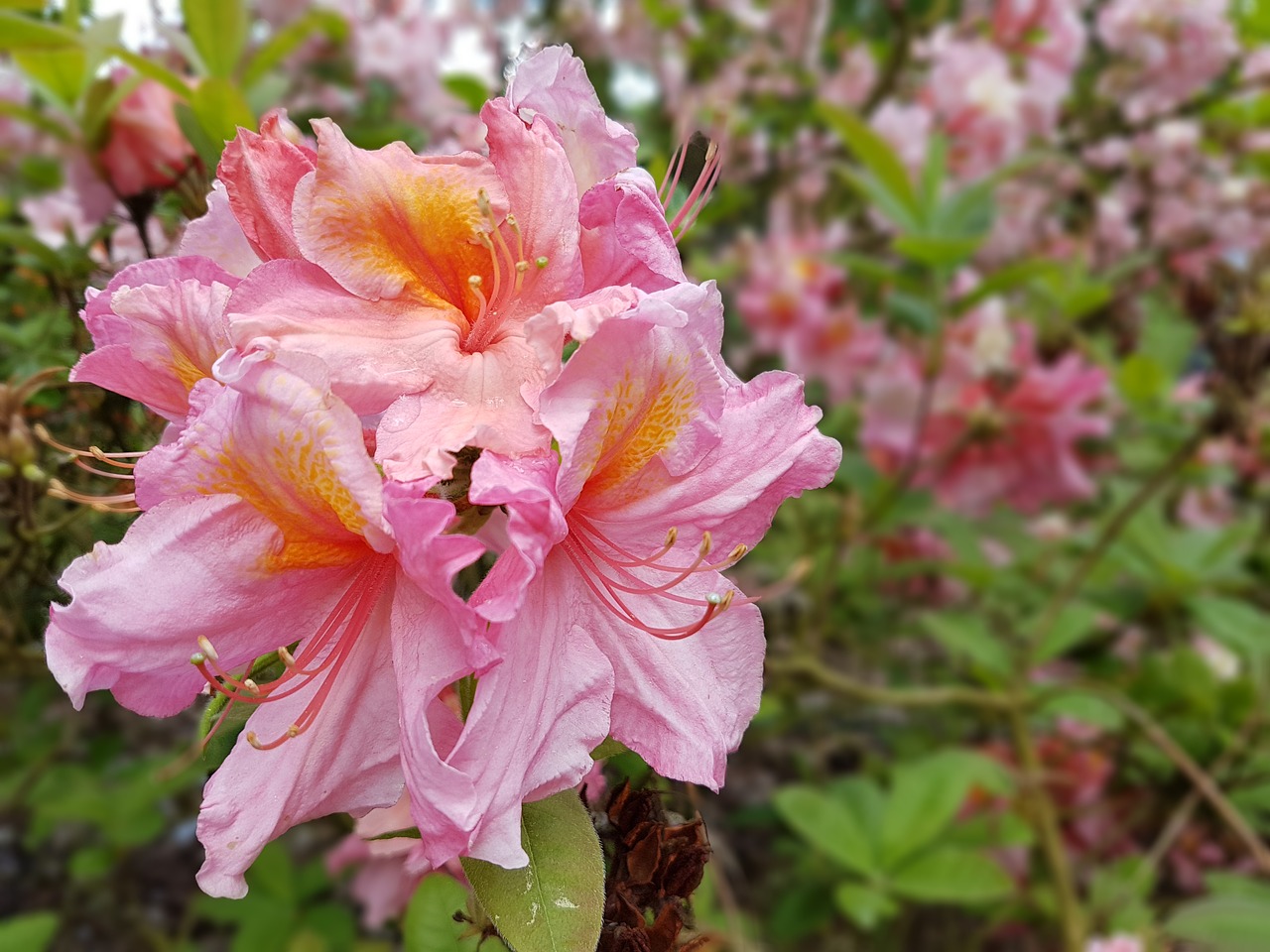 flowers azaleas spring free photo