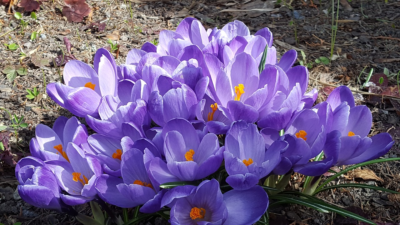 flowers spring flowers purple free photo