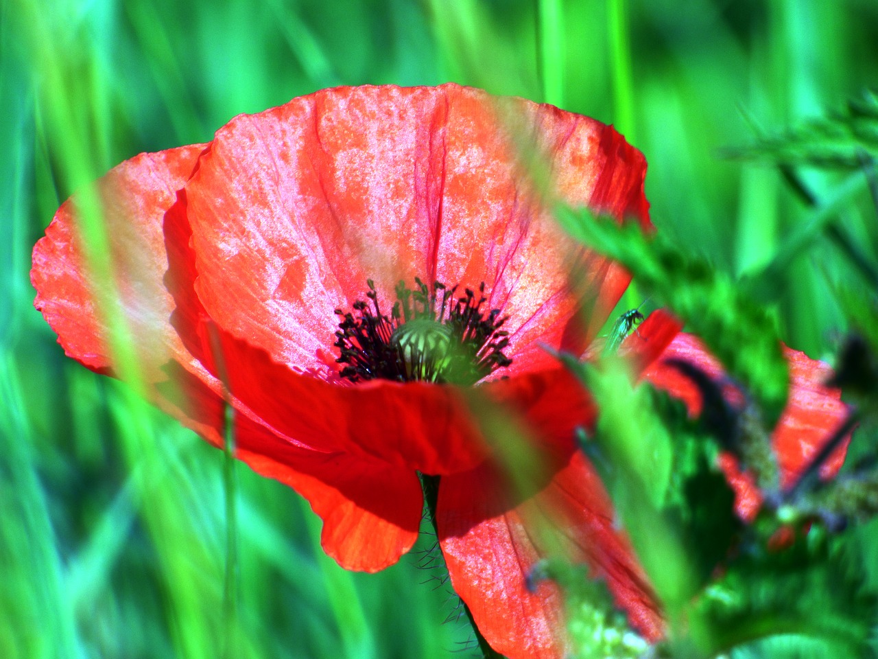 flowers poppies fields free photo