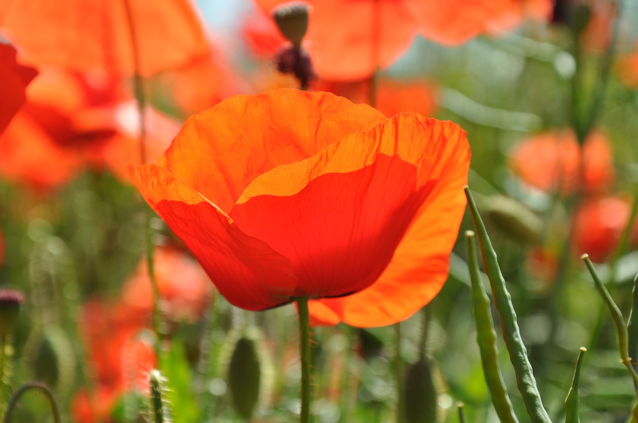 flowers poppy nature free photo