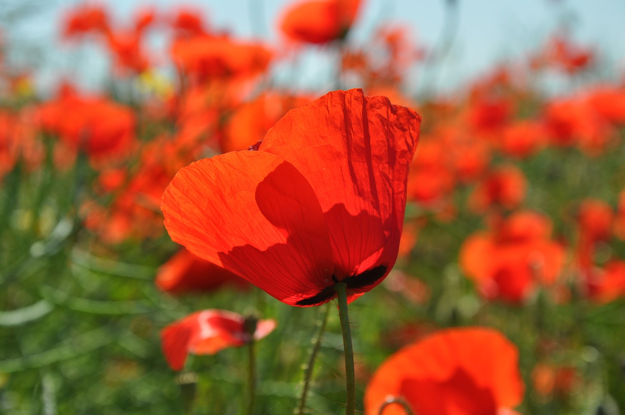 flowers poppy nature free photo