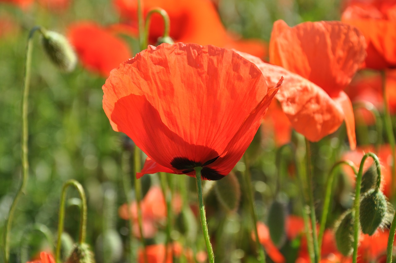 flowers poppy nature free photo