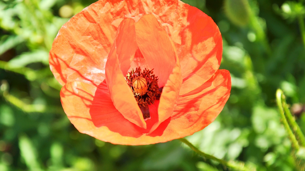 flowers poppy nature free photo