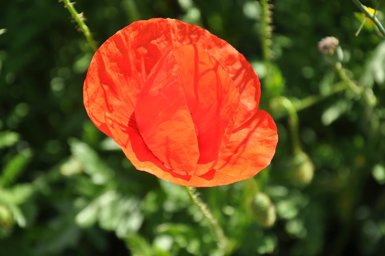 flowers poppy nature free photo