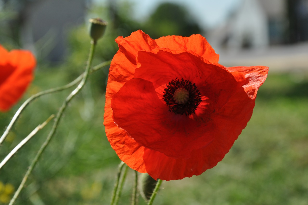 flowers poppy nature free photo