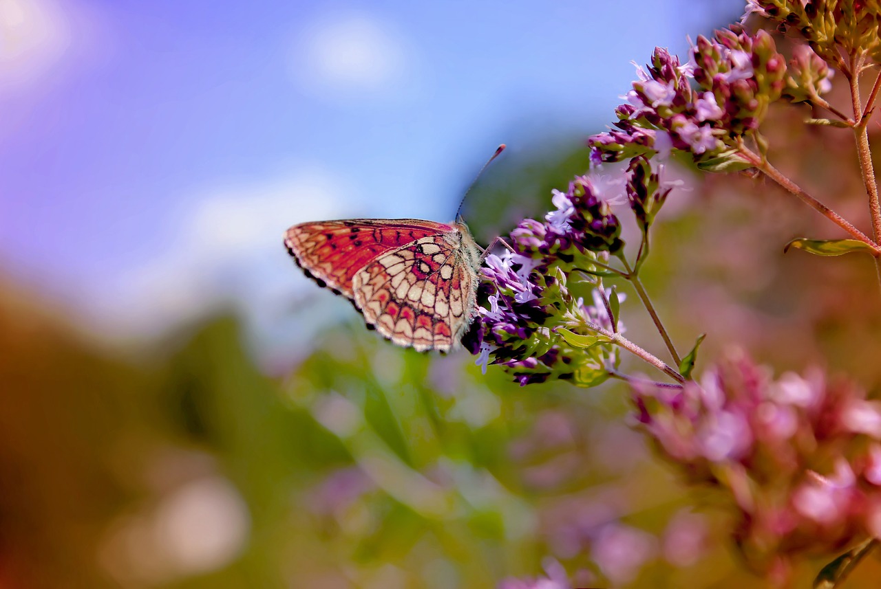 flowers butterfly color free photo