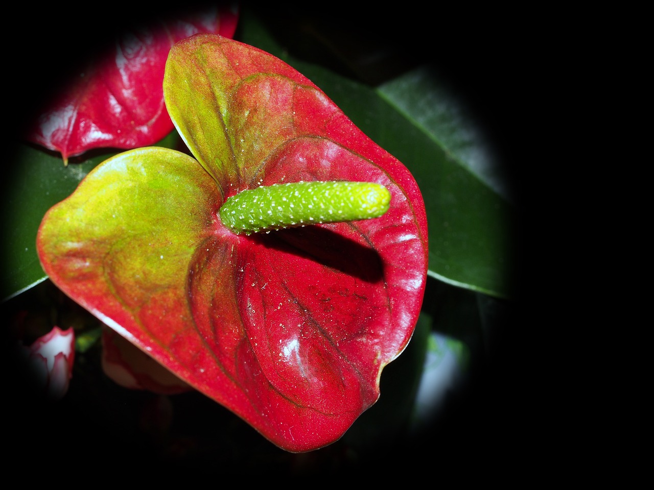 flowers red in pots free photo