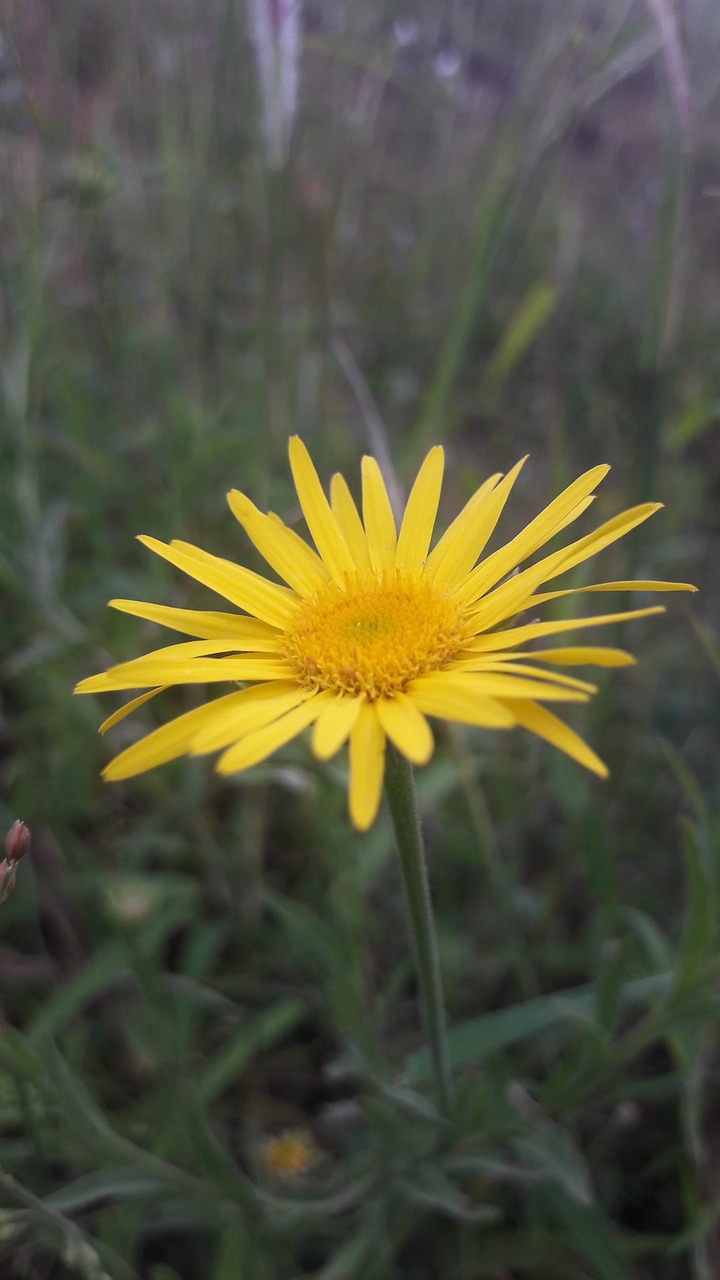 flowers yellow nature free photo