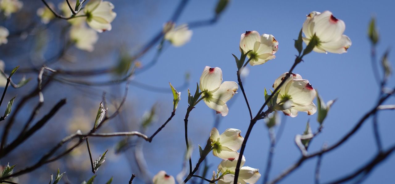 flowers spring tree free photo