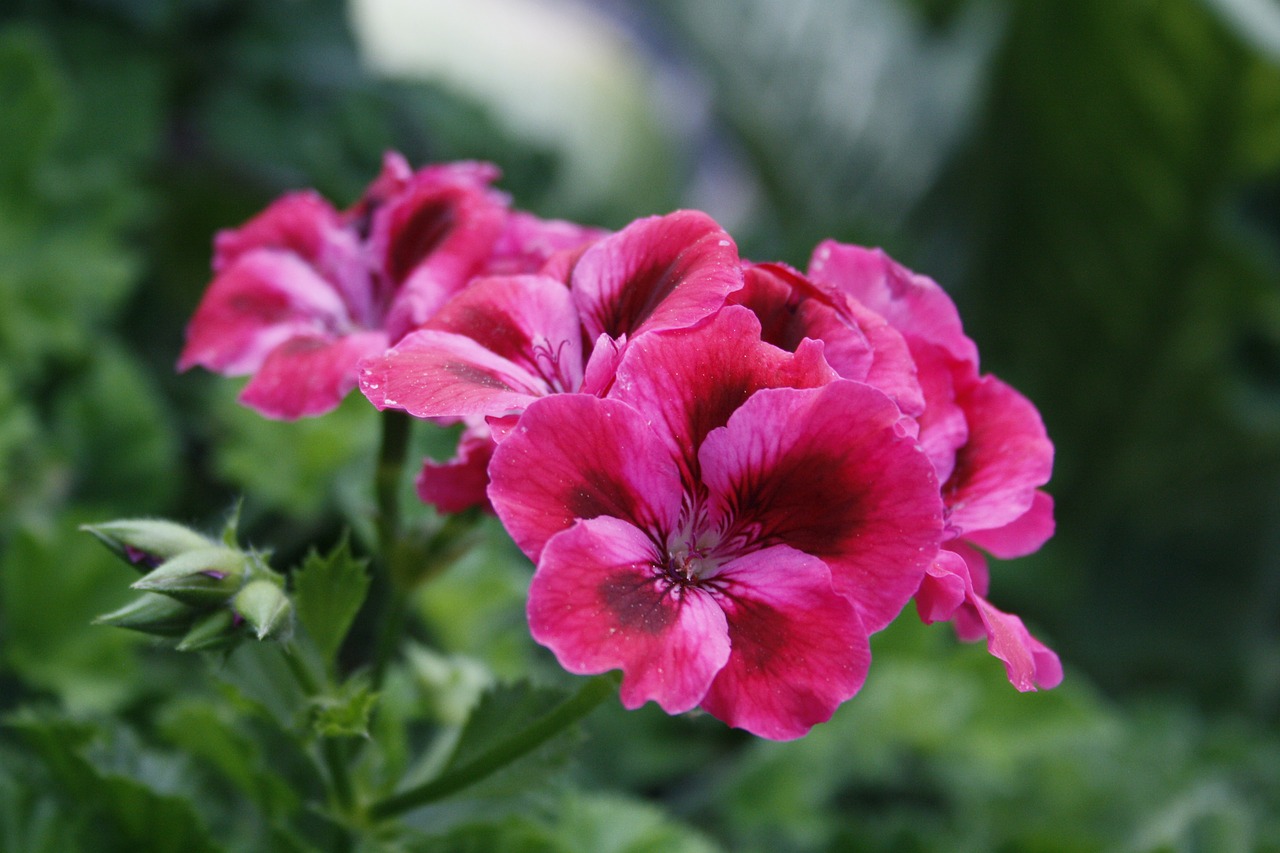 flowers pink garden free photo