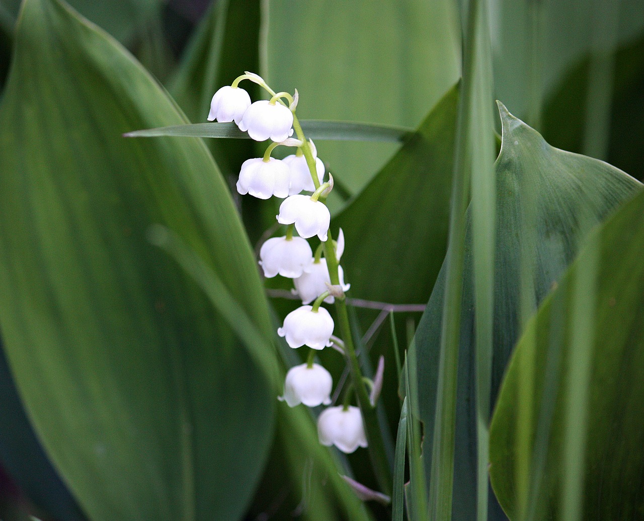 flowers lily of the valley nature free photo