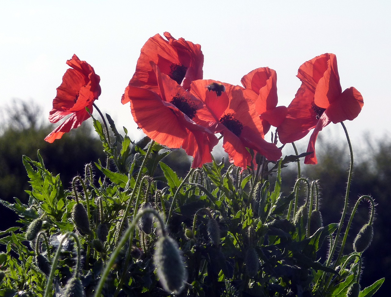 flowers spring poppies free photo