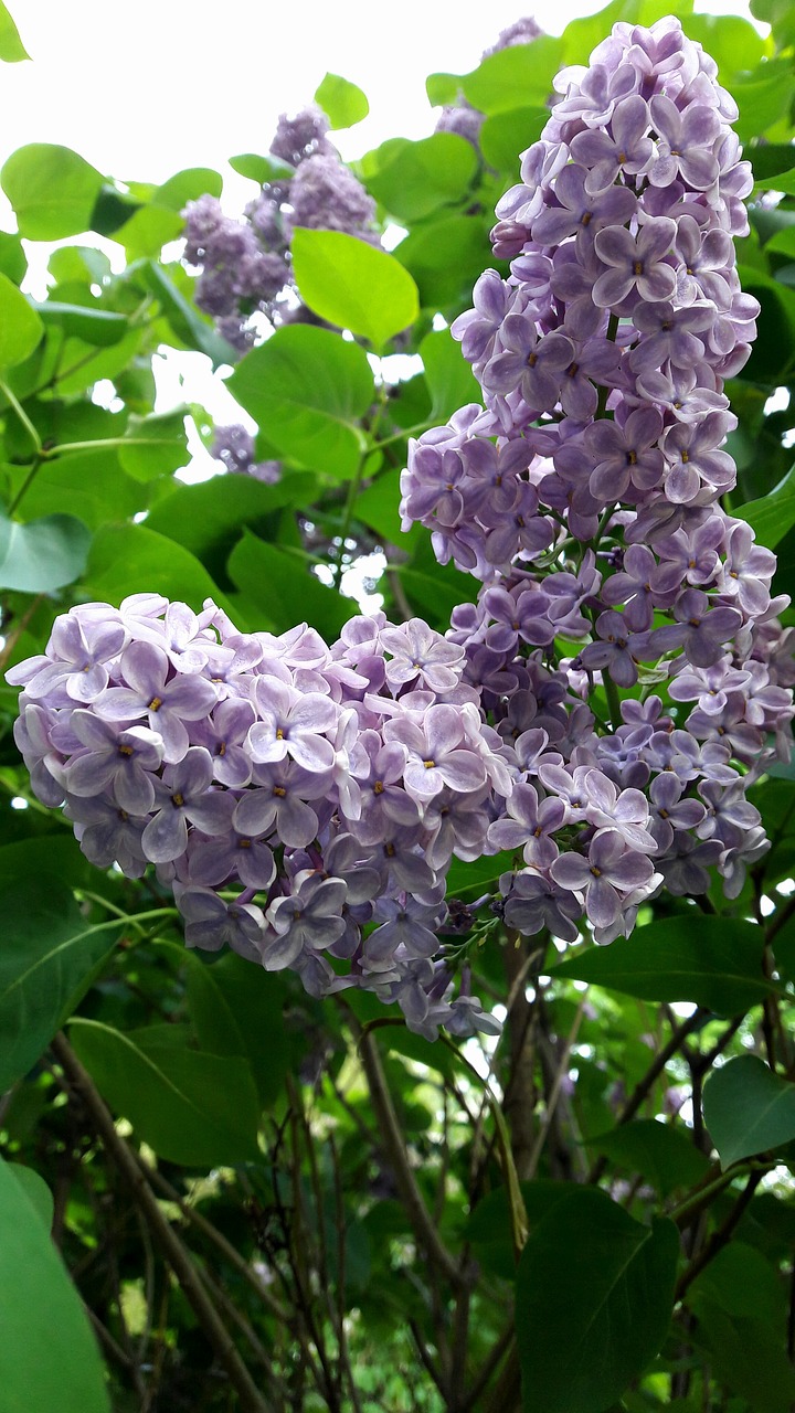 flowers spring lilac free photo