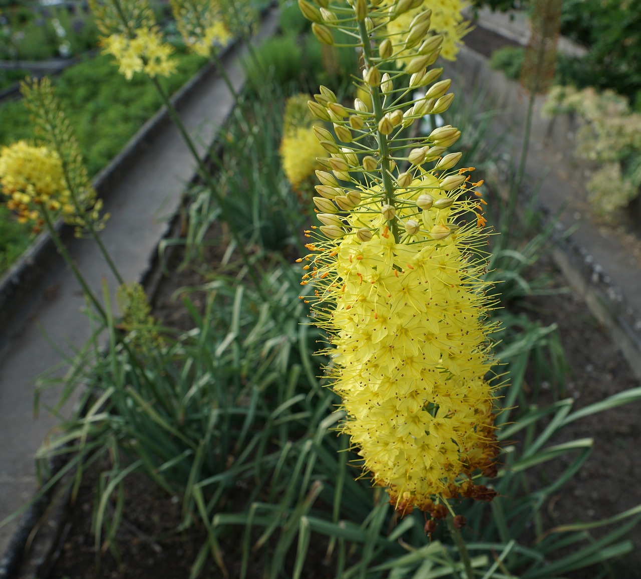 flowers yellow garden free photo