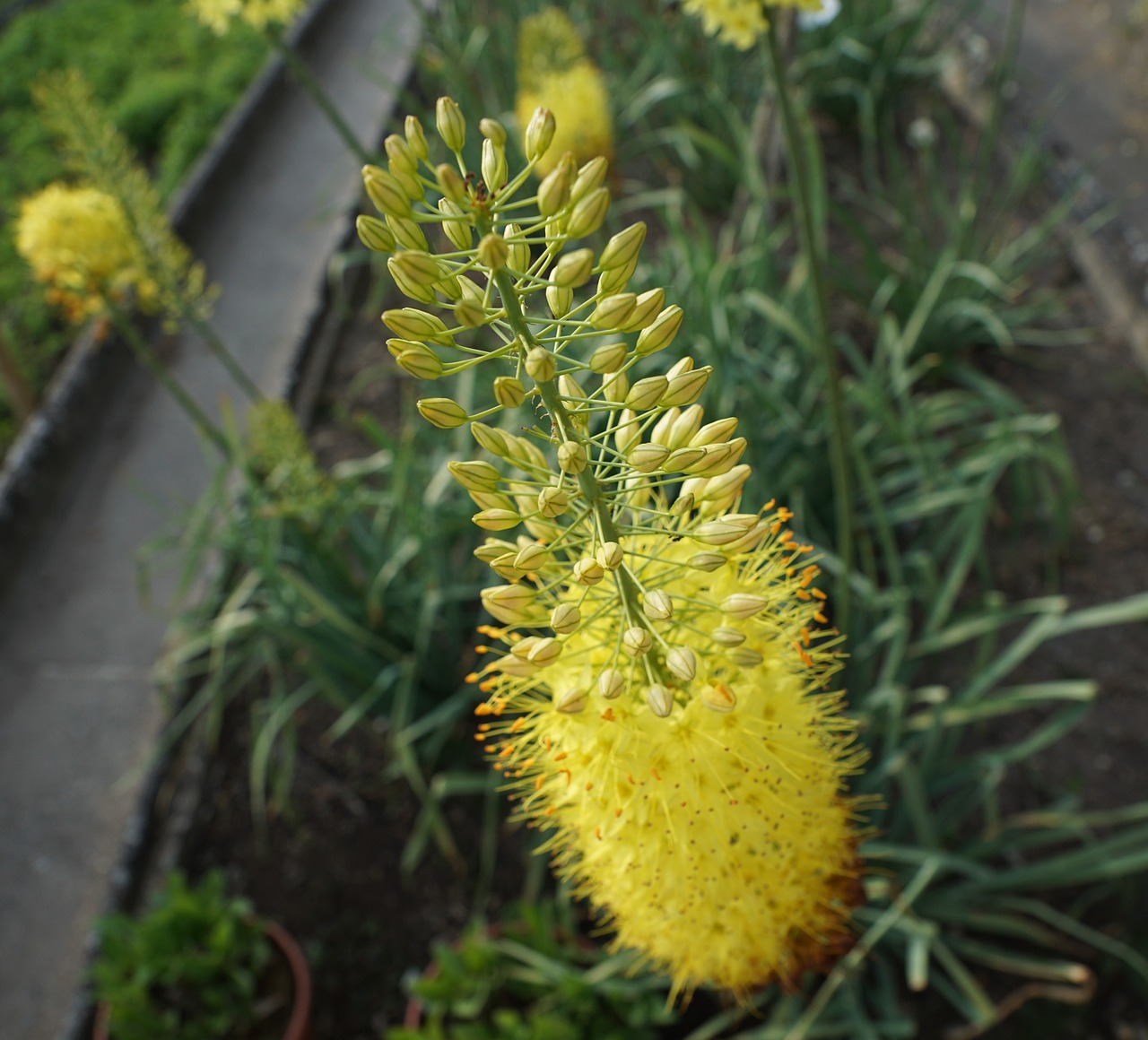 flowers yellow garden free photo