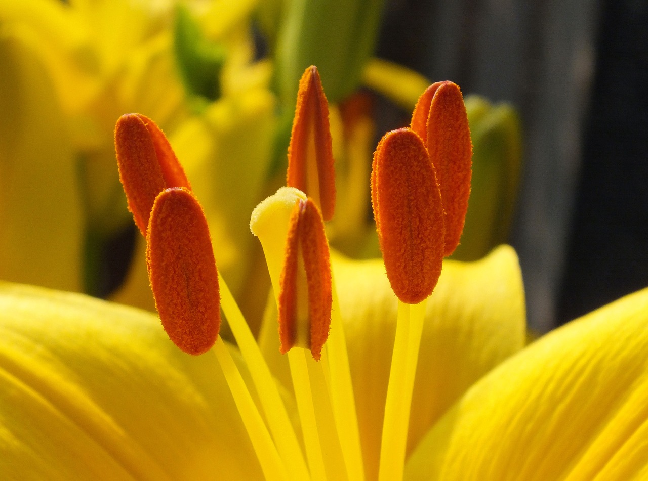 flowers yellow flowers yellow free photo