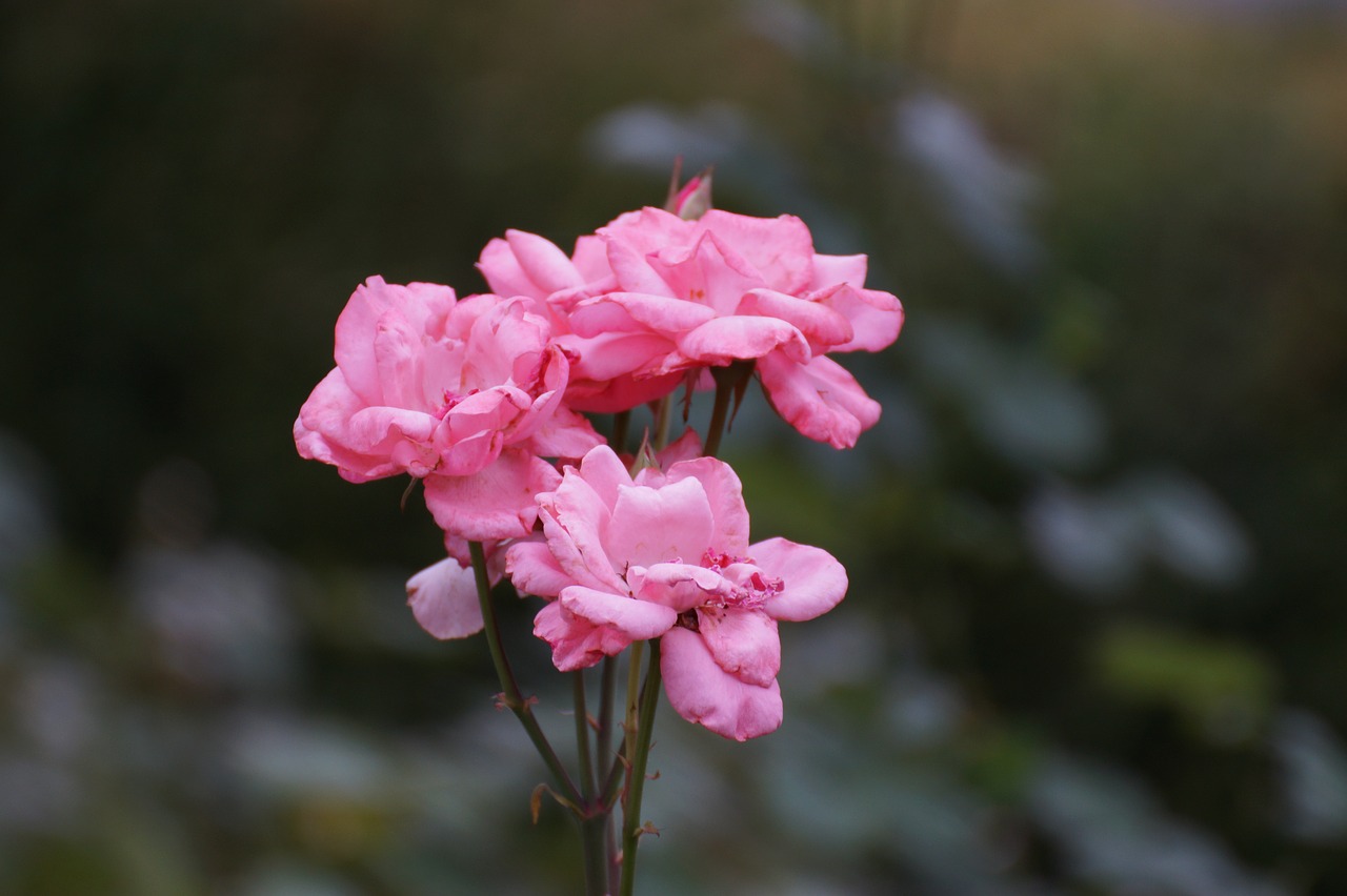 flowers rose pink free photo