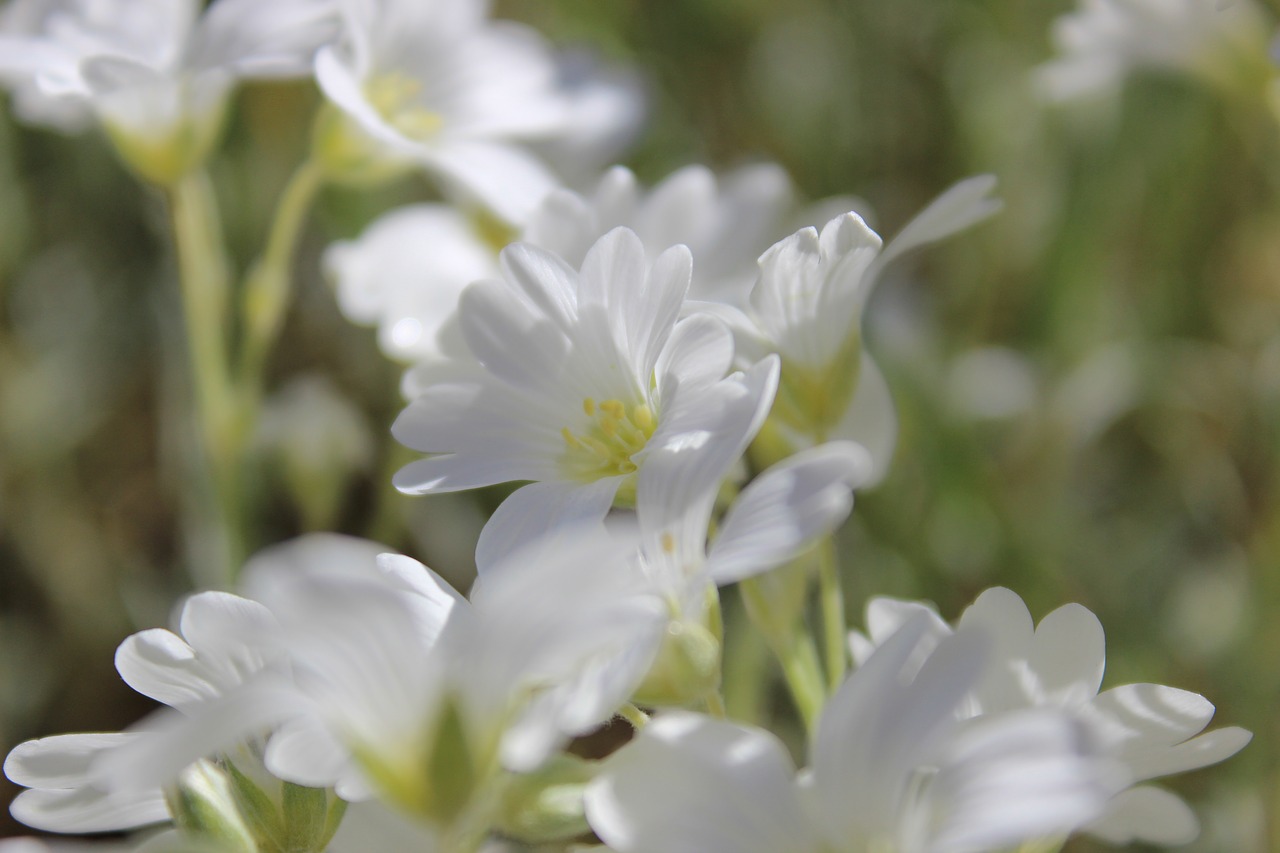 Белый цветок белые камни