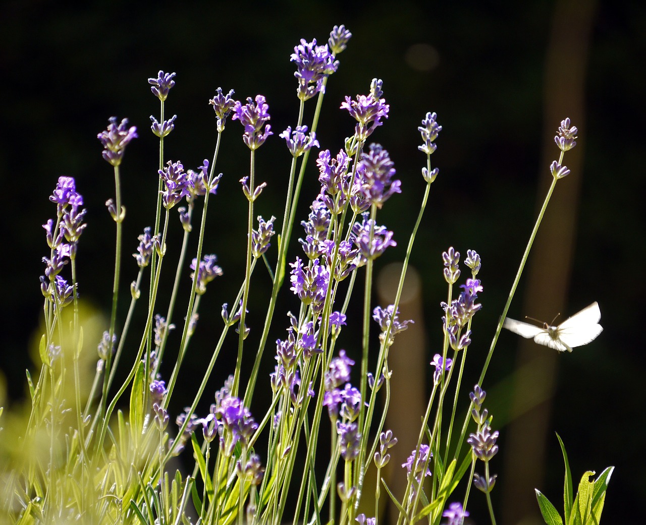 flowers shrub butterfly free photo