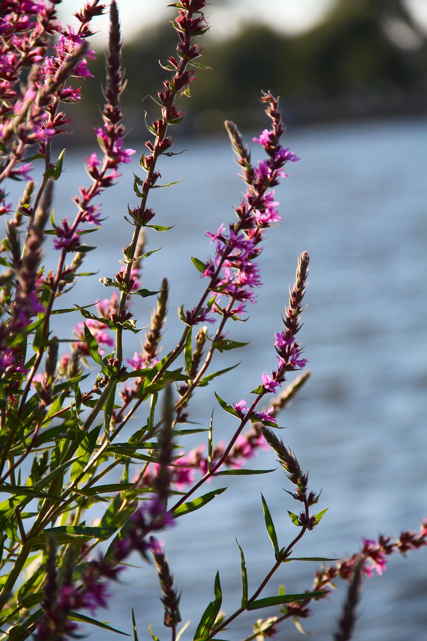 flowers summer purple free photo