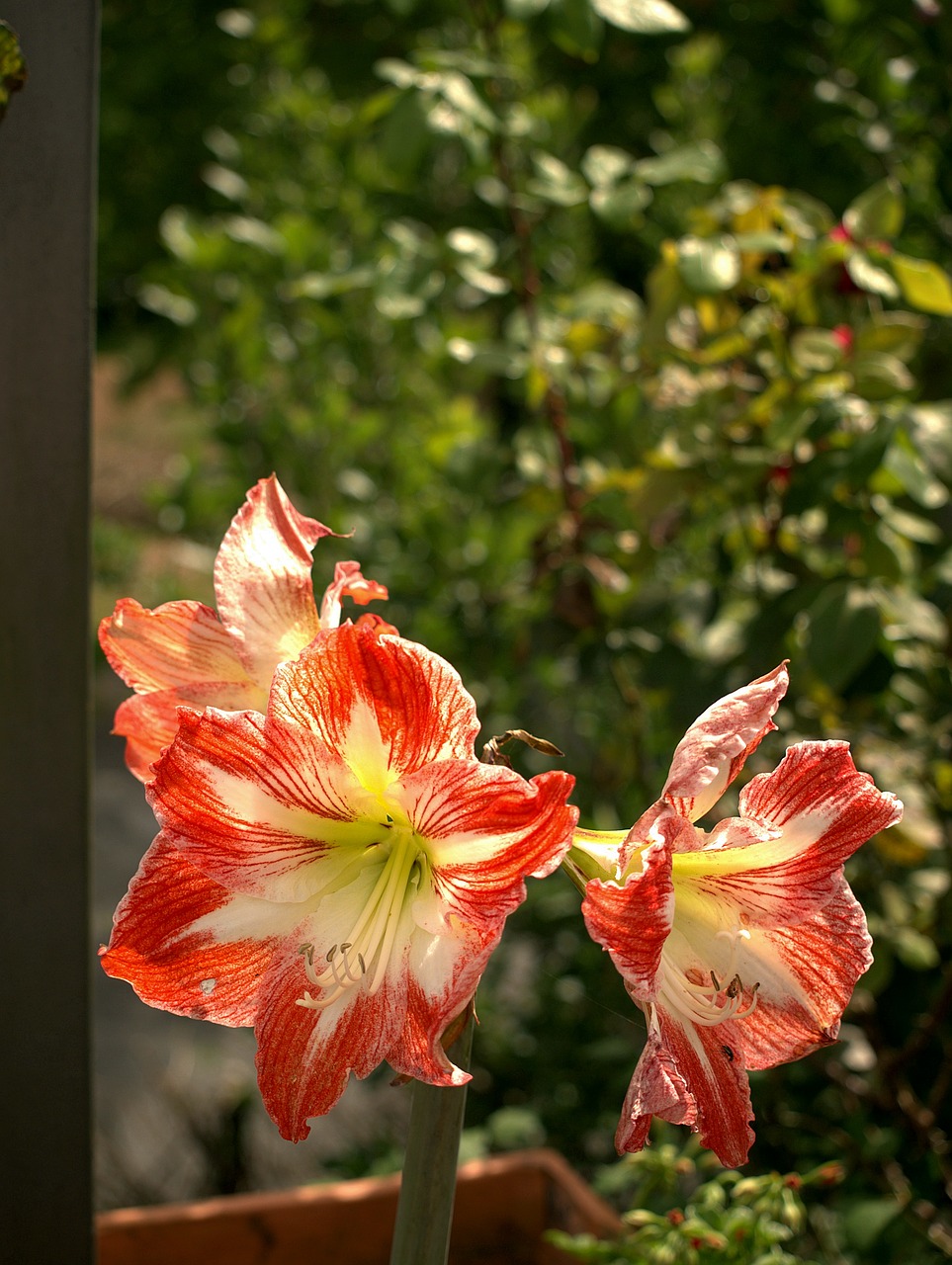 flowers nature plants free photo