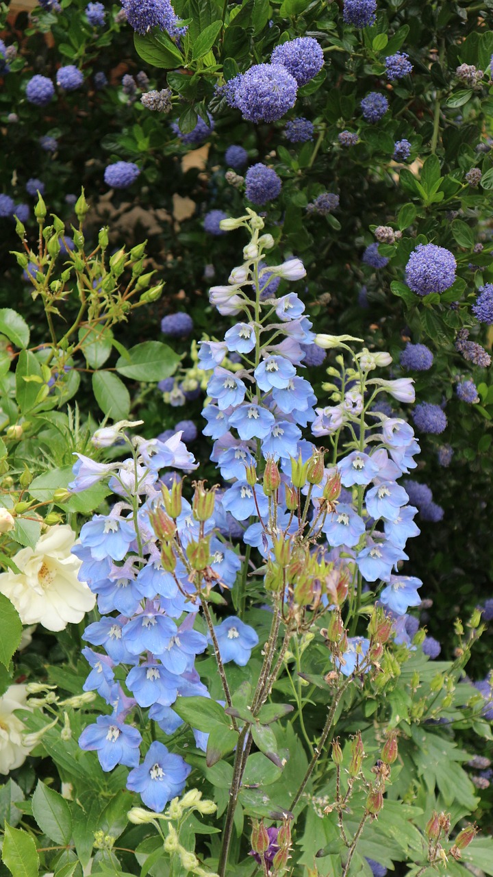 flowers blue england free photo