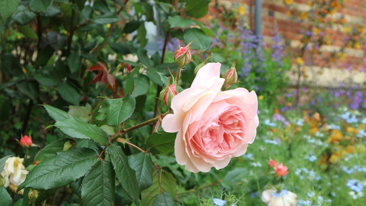 flowers blue england free photo