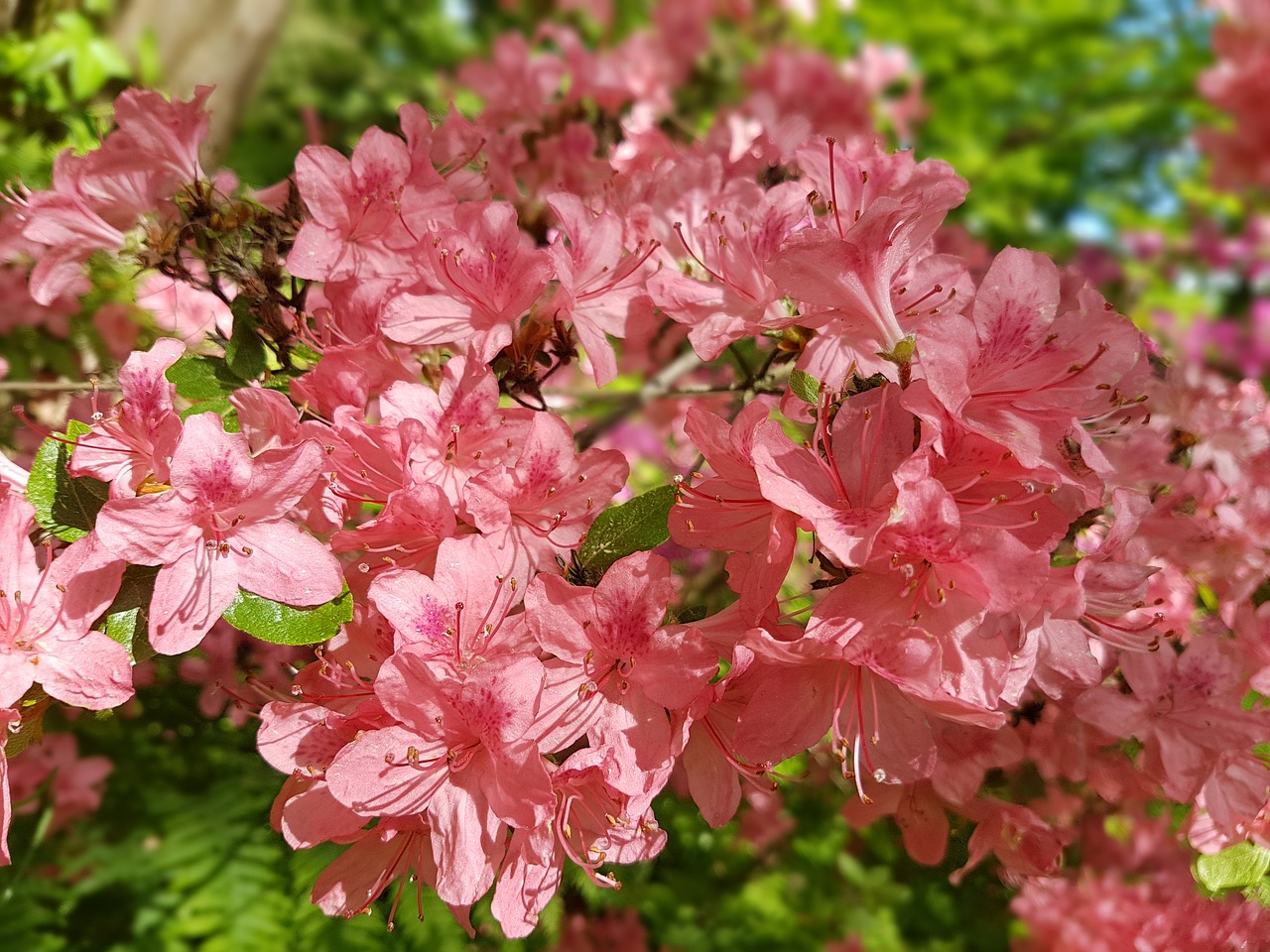 flowers azalea rhododendron free photo