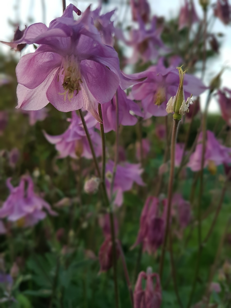 flowers orliki spring free photo