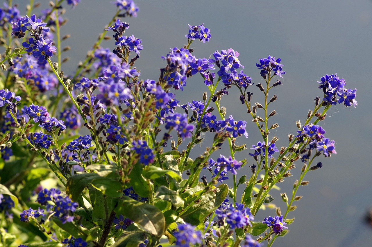 flowers blue including a great blue heron free photo