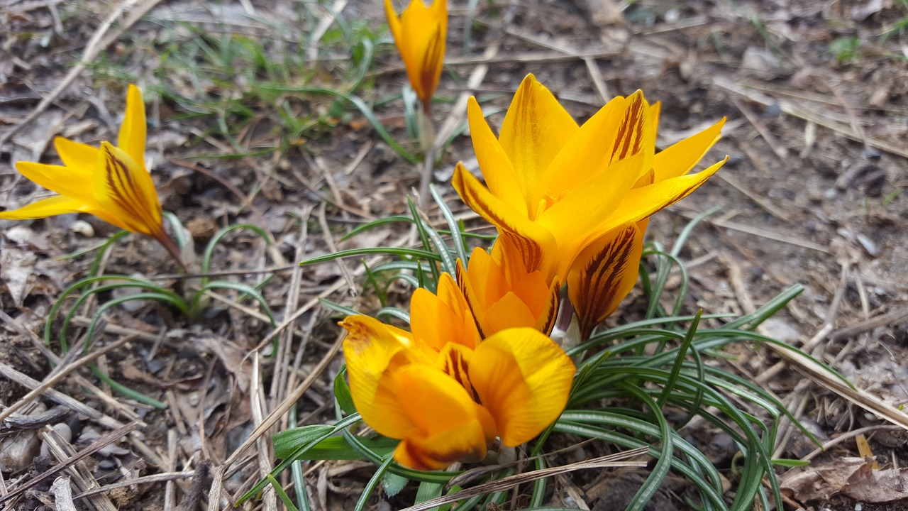 flowers the first flowers orange free photo