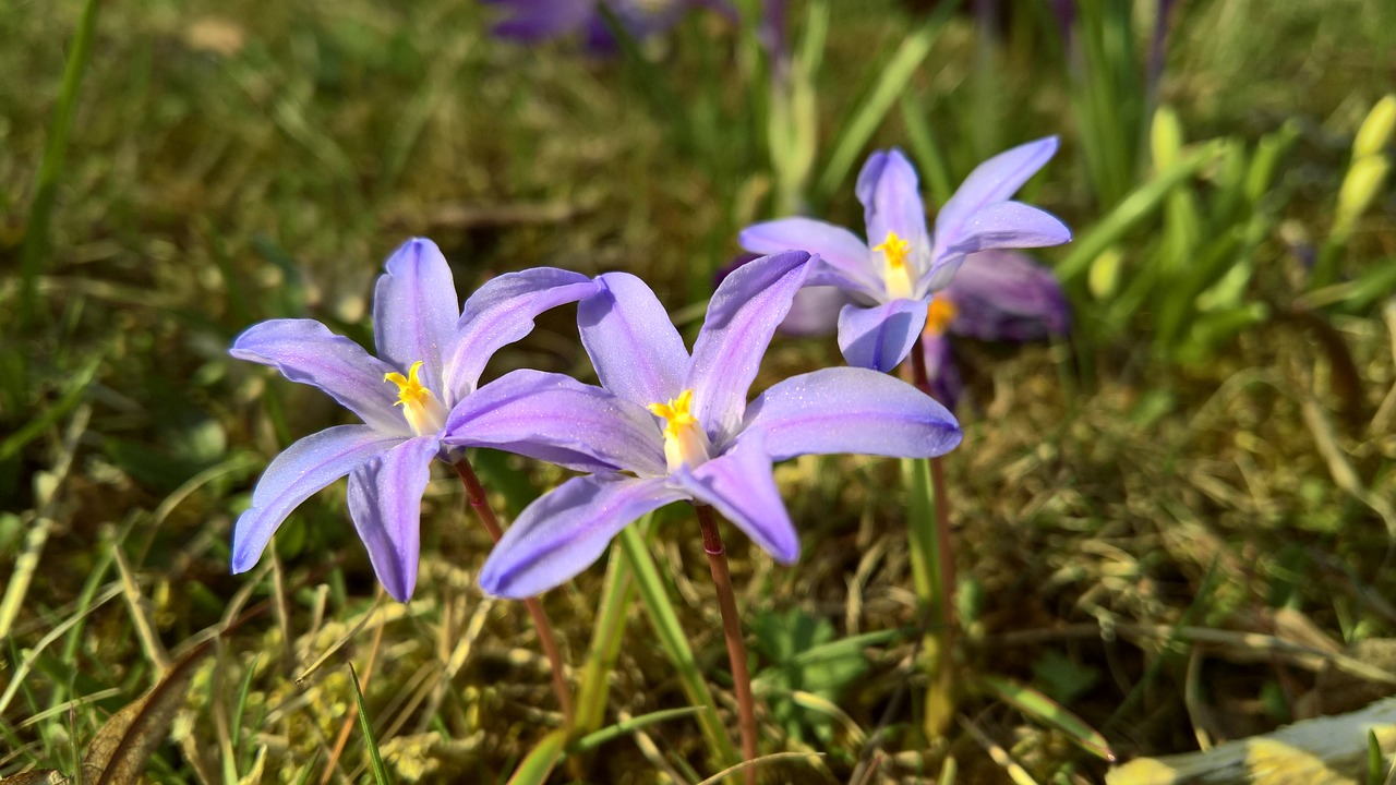 flowers flower meadow free photo