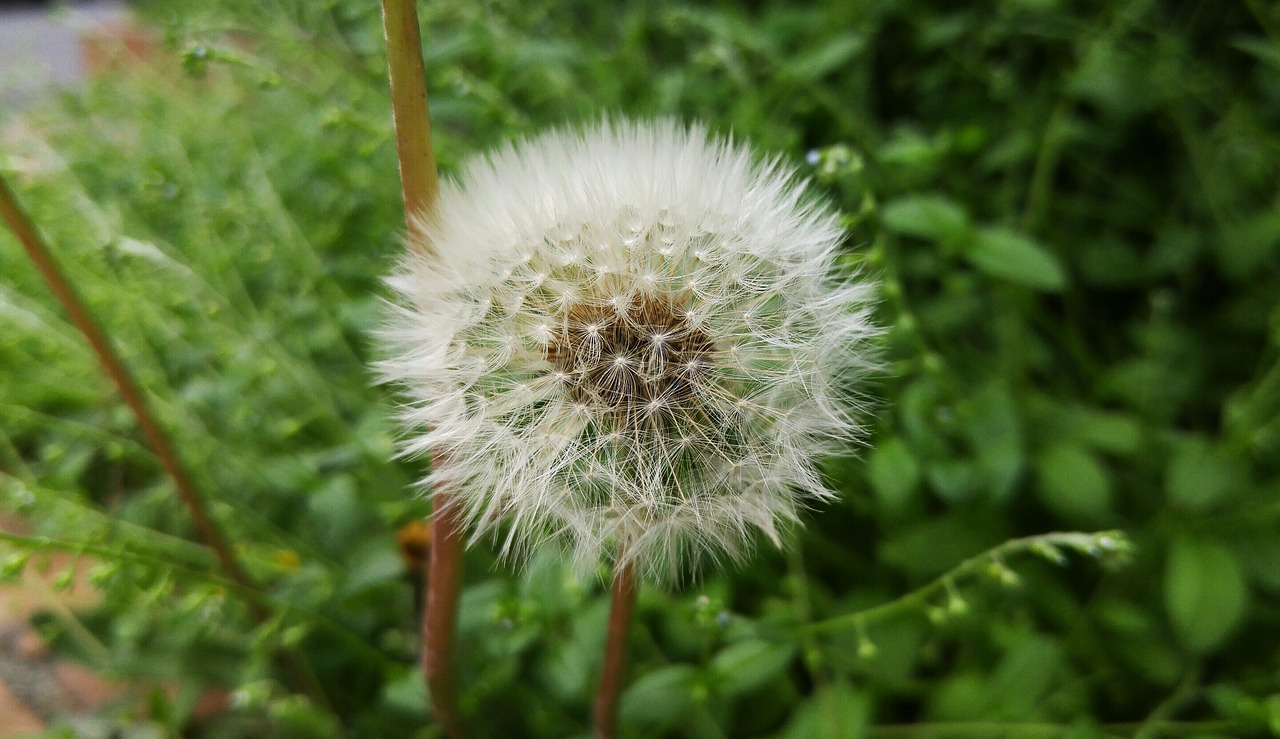 flowers dandelion seeds free photo