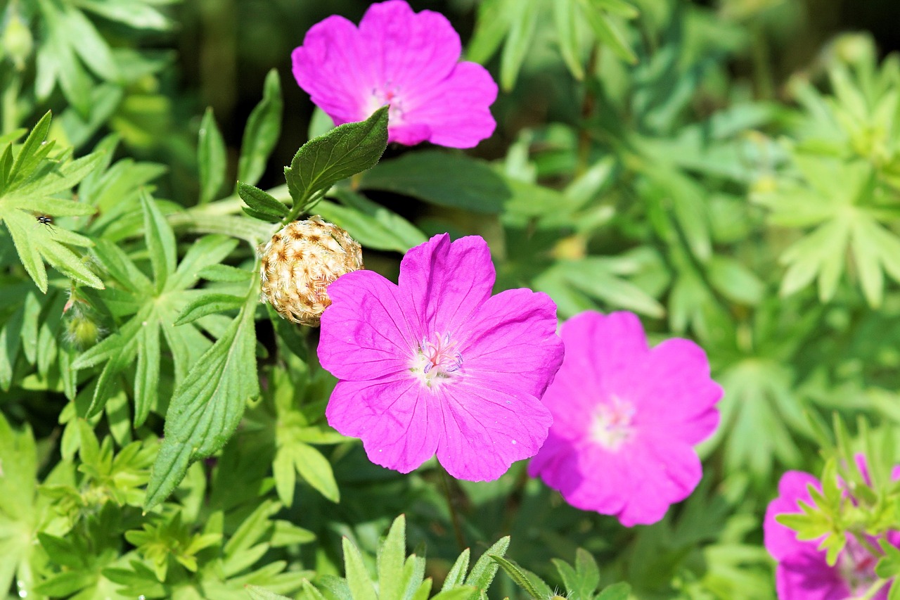 flowers plant nature free photo