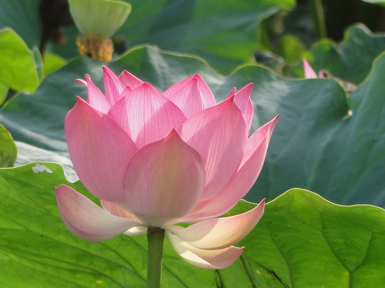 flowers lotus nature free photo