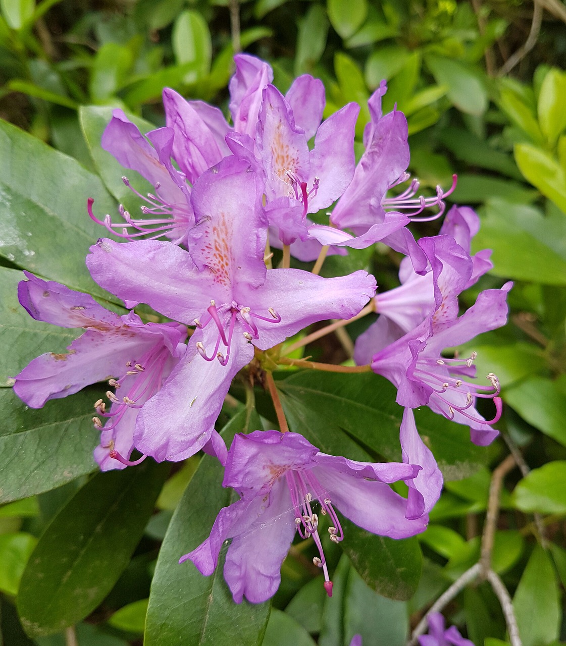 flowers nature rhododendron free photo