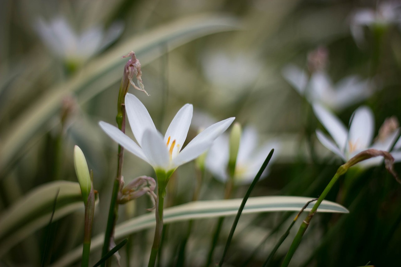 flowers macro bokeh free photo