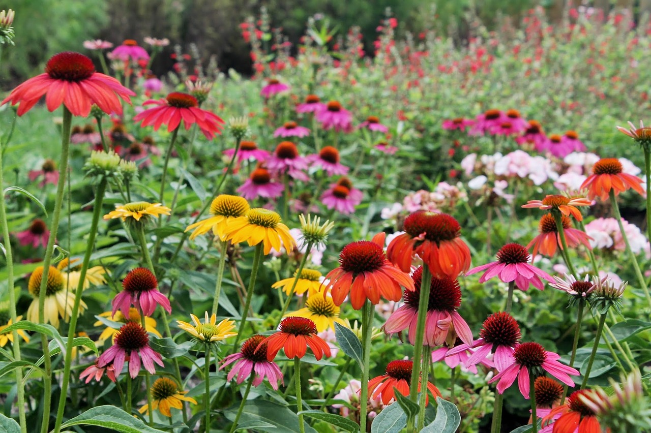 flowers blossom nature free photo