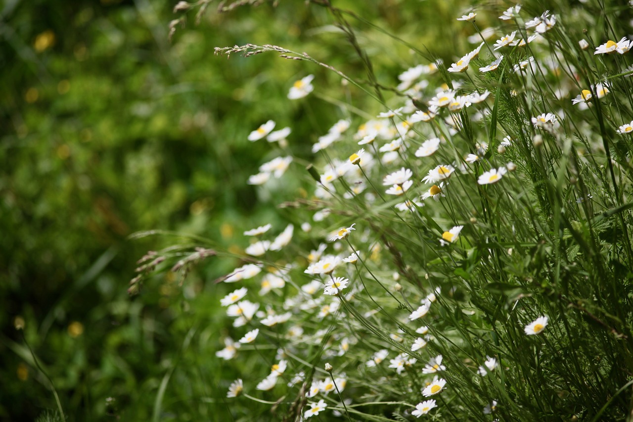 flowers nature meadow free photo