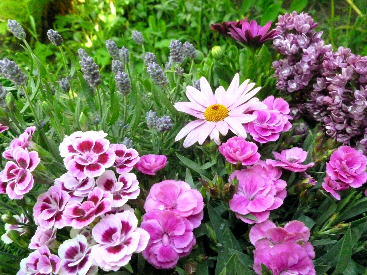 flowers carnation marguerite free photo