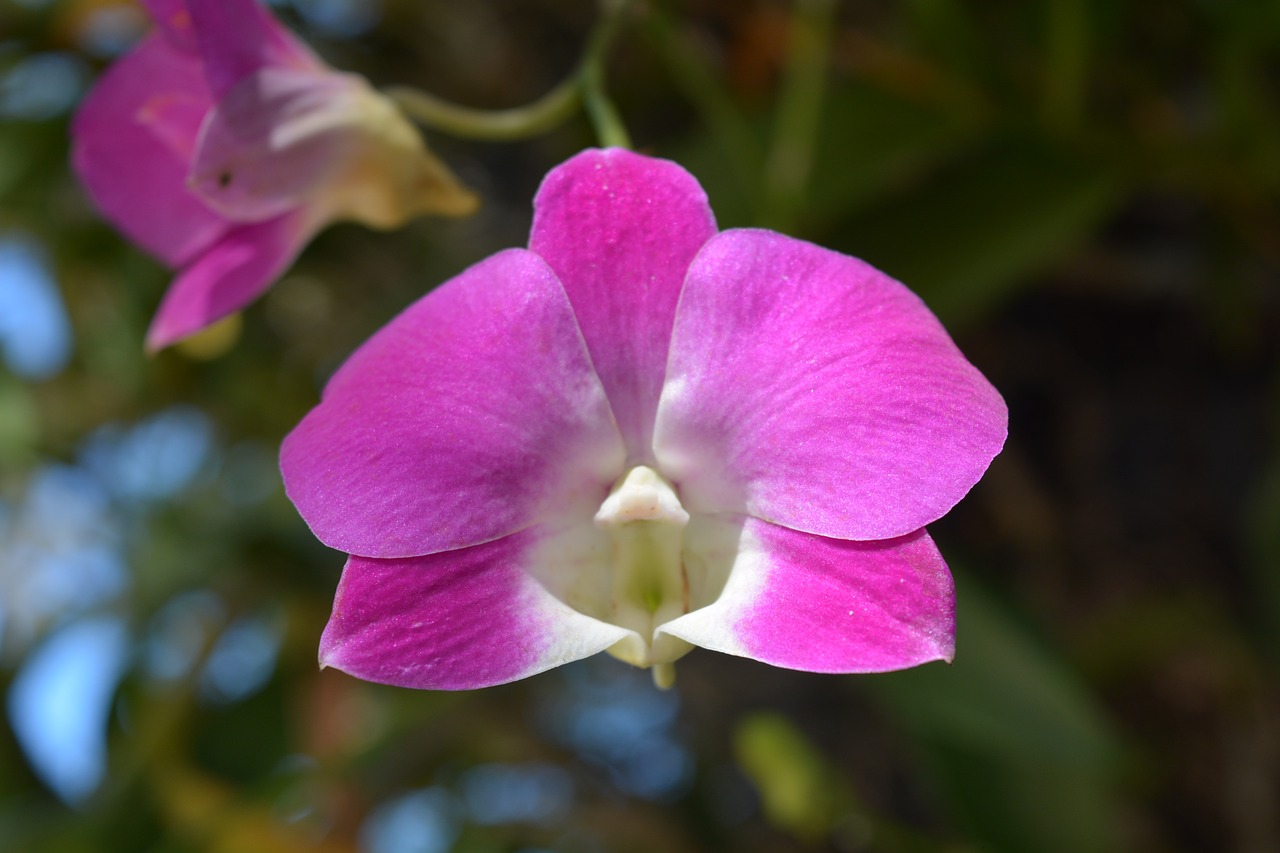 flowers pink thai orchid free photo