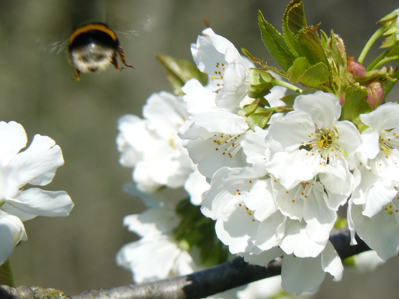 flowers bourdon white flowers free photo