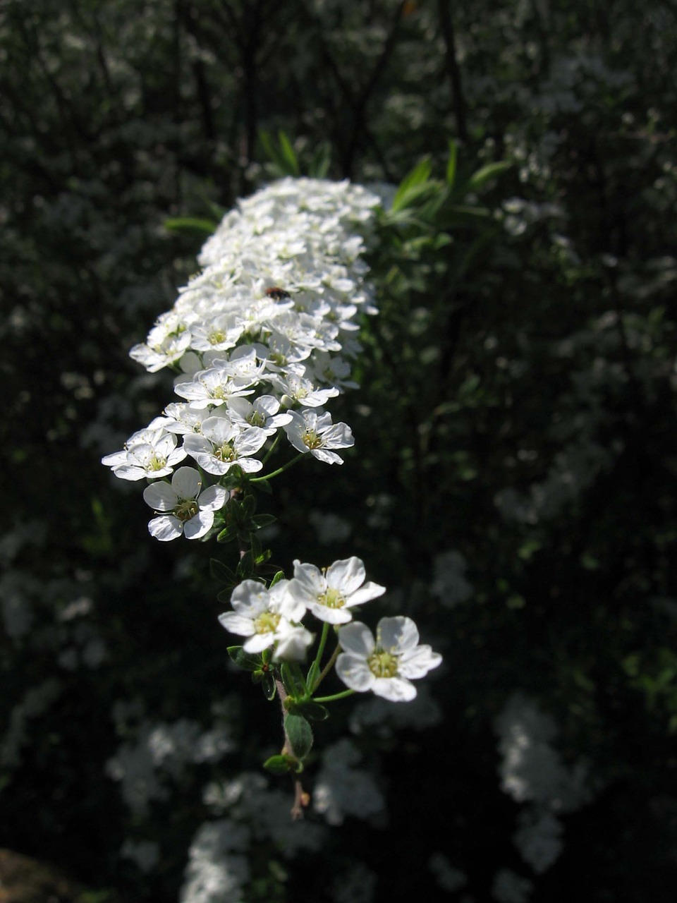 flowers white branches free photo