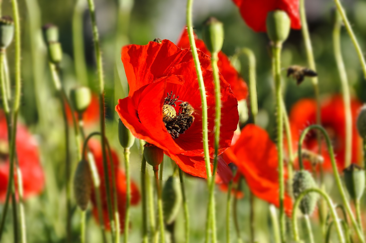 flowers poppy green free photo