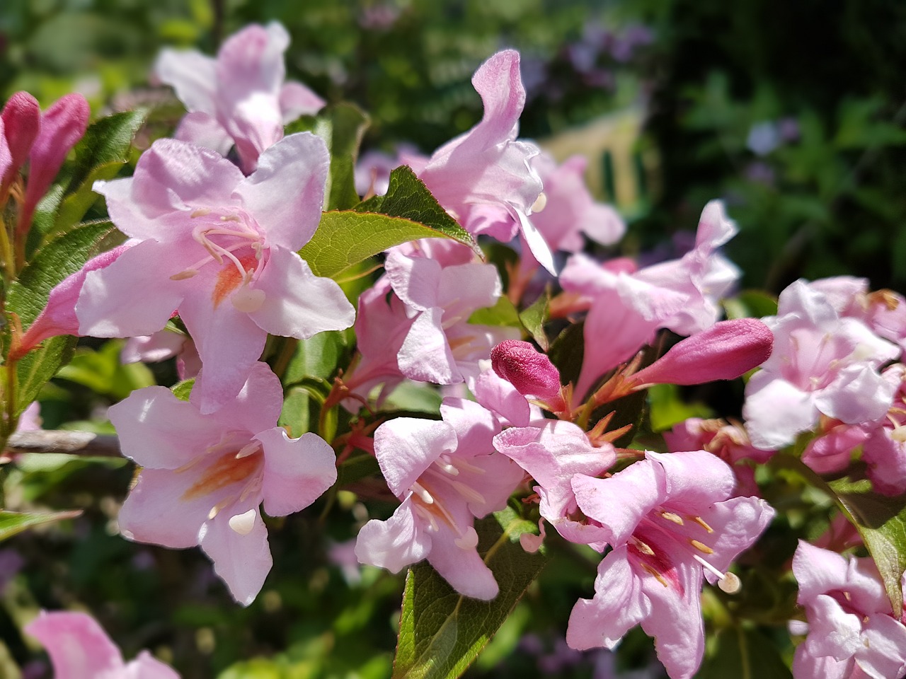 flowers krzewuszka pink free photo